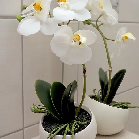 Апартаменты Dreams Stradun *