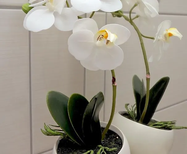 דירה Dreams Stradun *